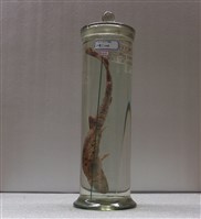 藏品(豹鮫)的圖片